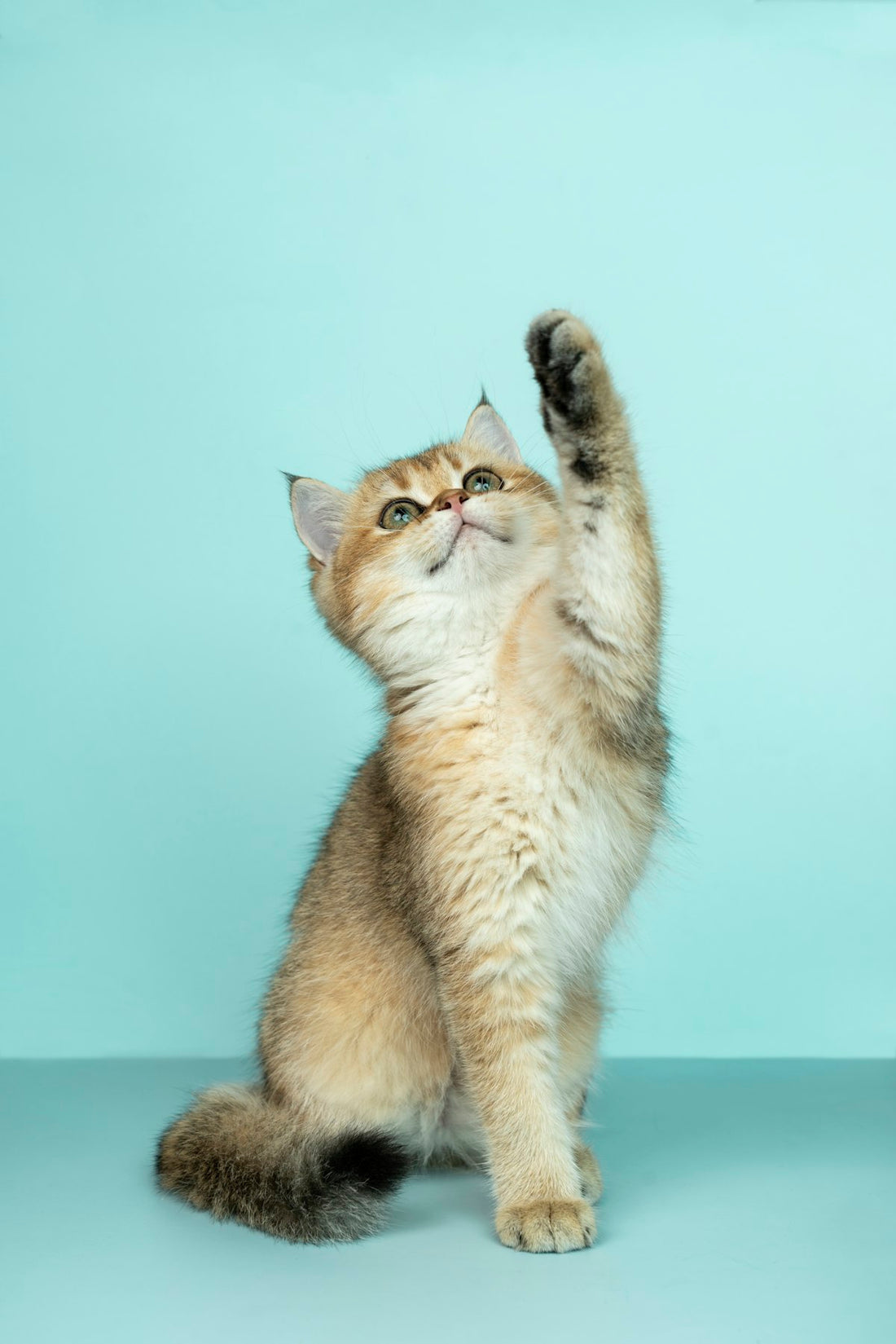 Cat using a sisal scratching post at home