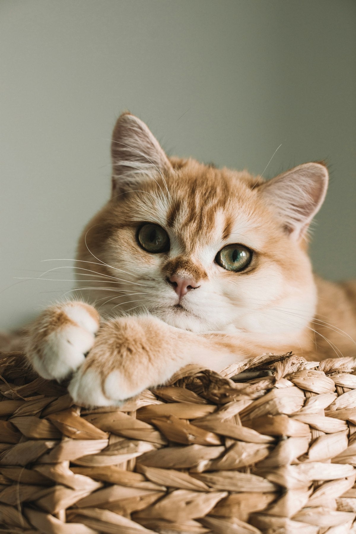 Orange tabby cat playing with interactive toy