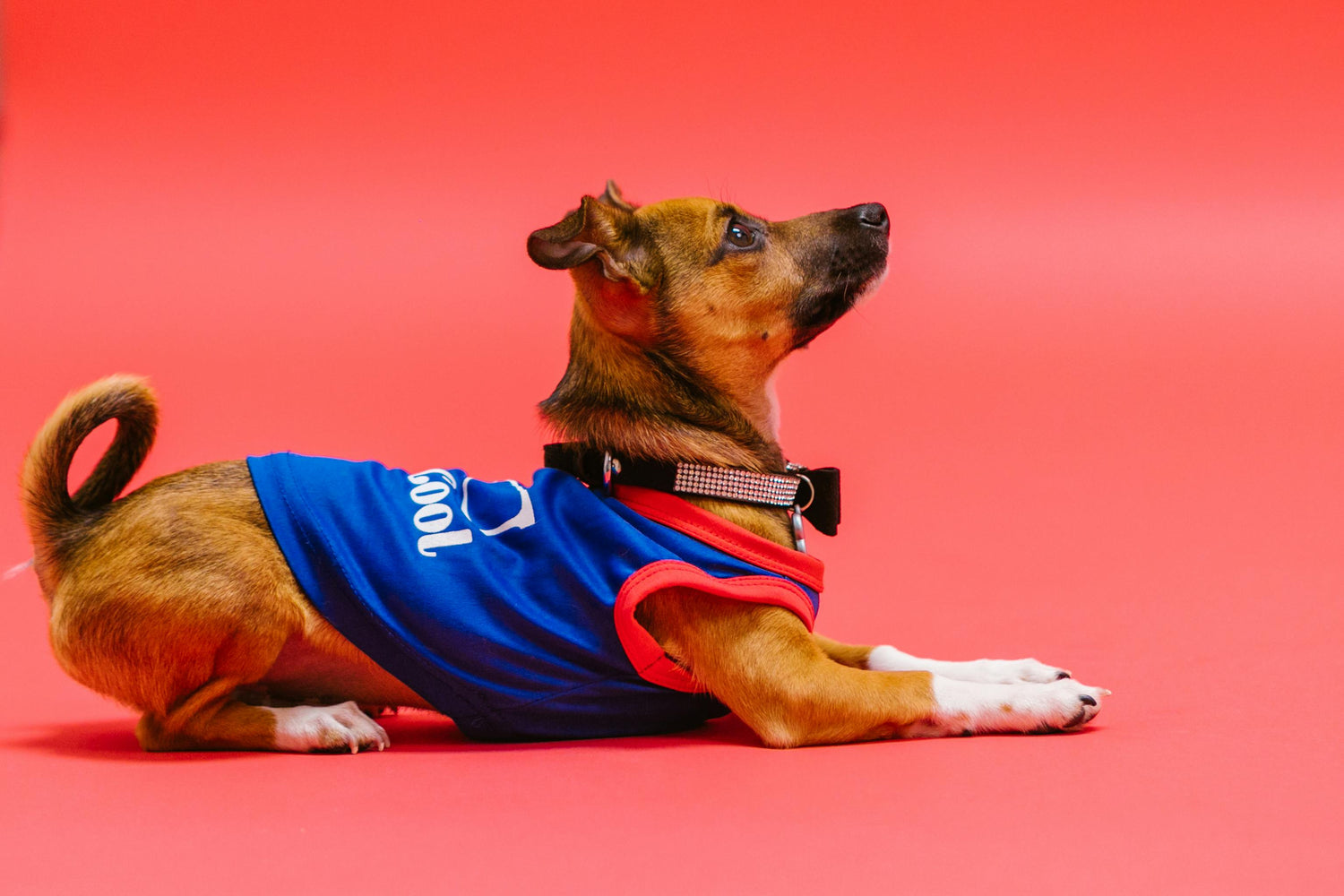 Pet Apparel