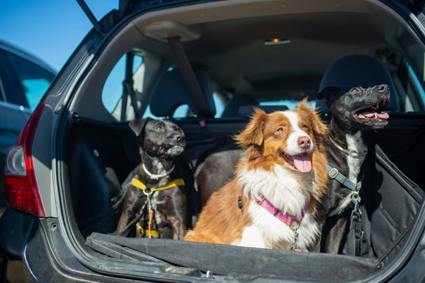 Pet Travel