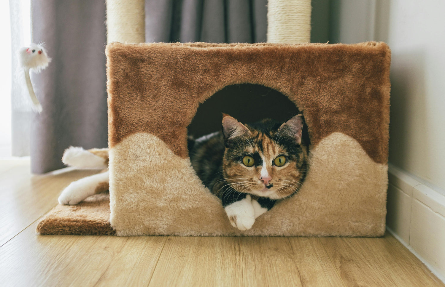 Cat Furniture