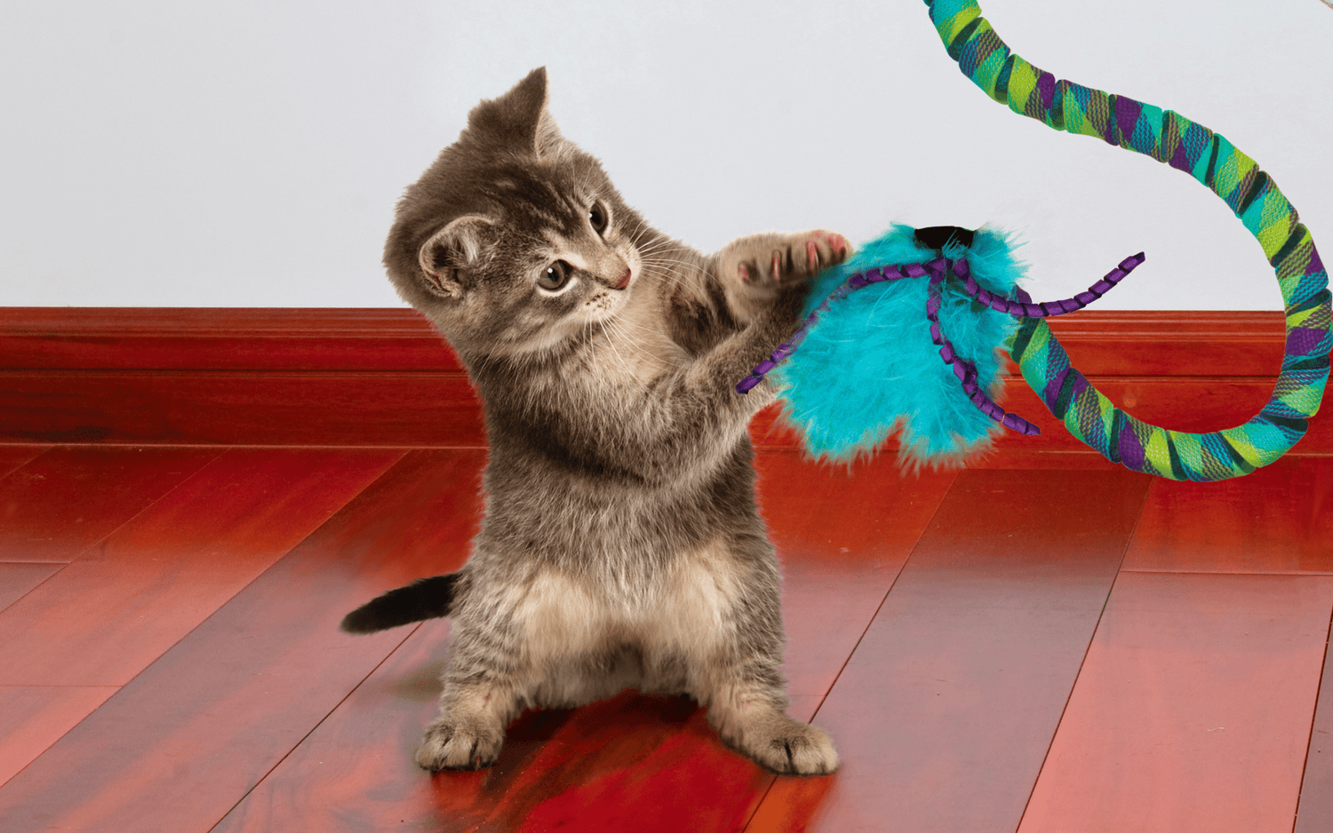 Cat Toys