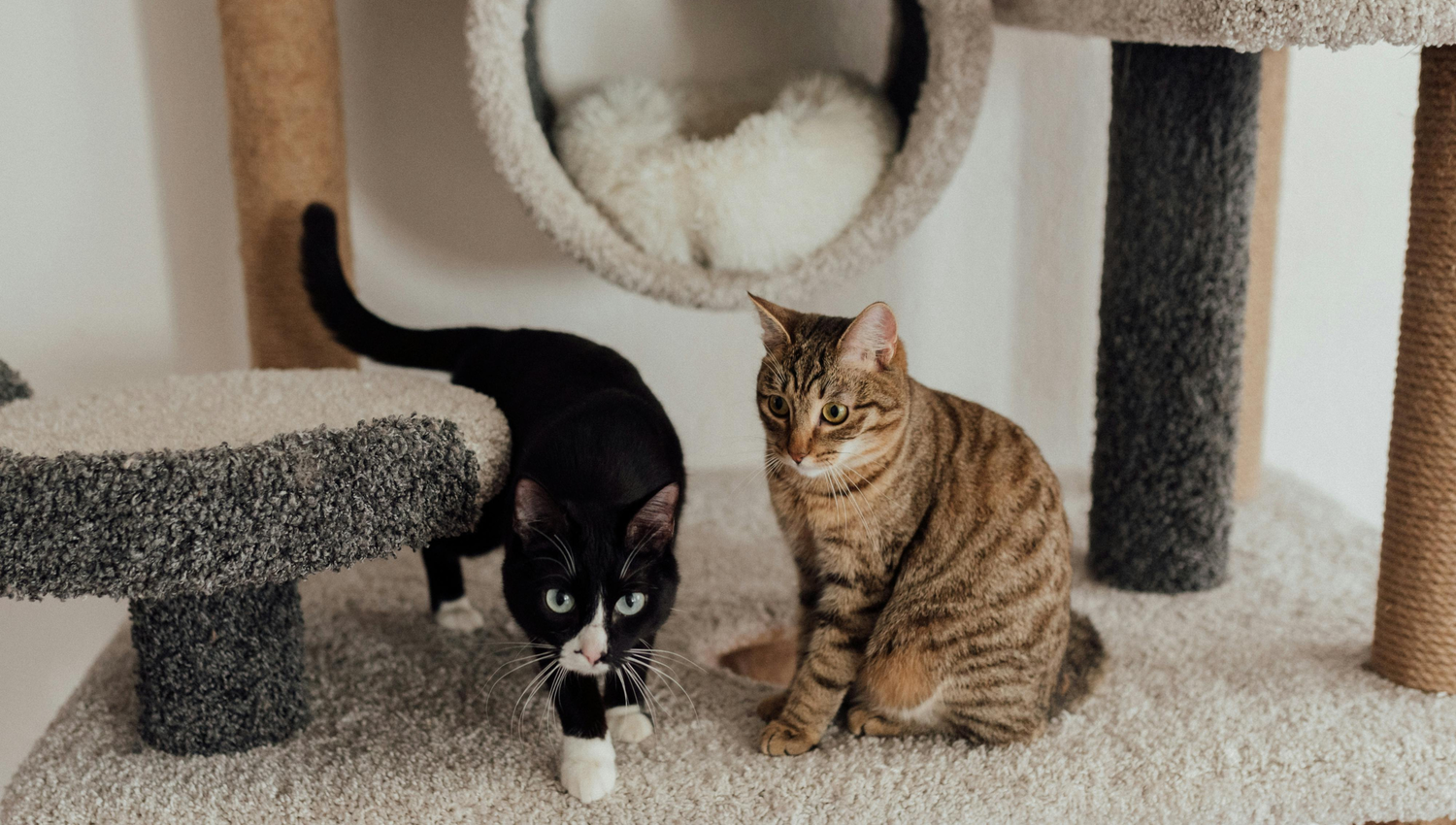 Cat Trees & Towers