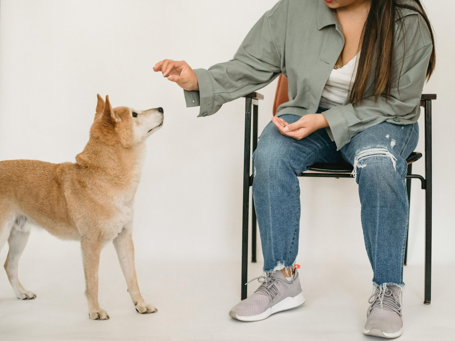 Dog Training