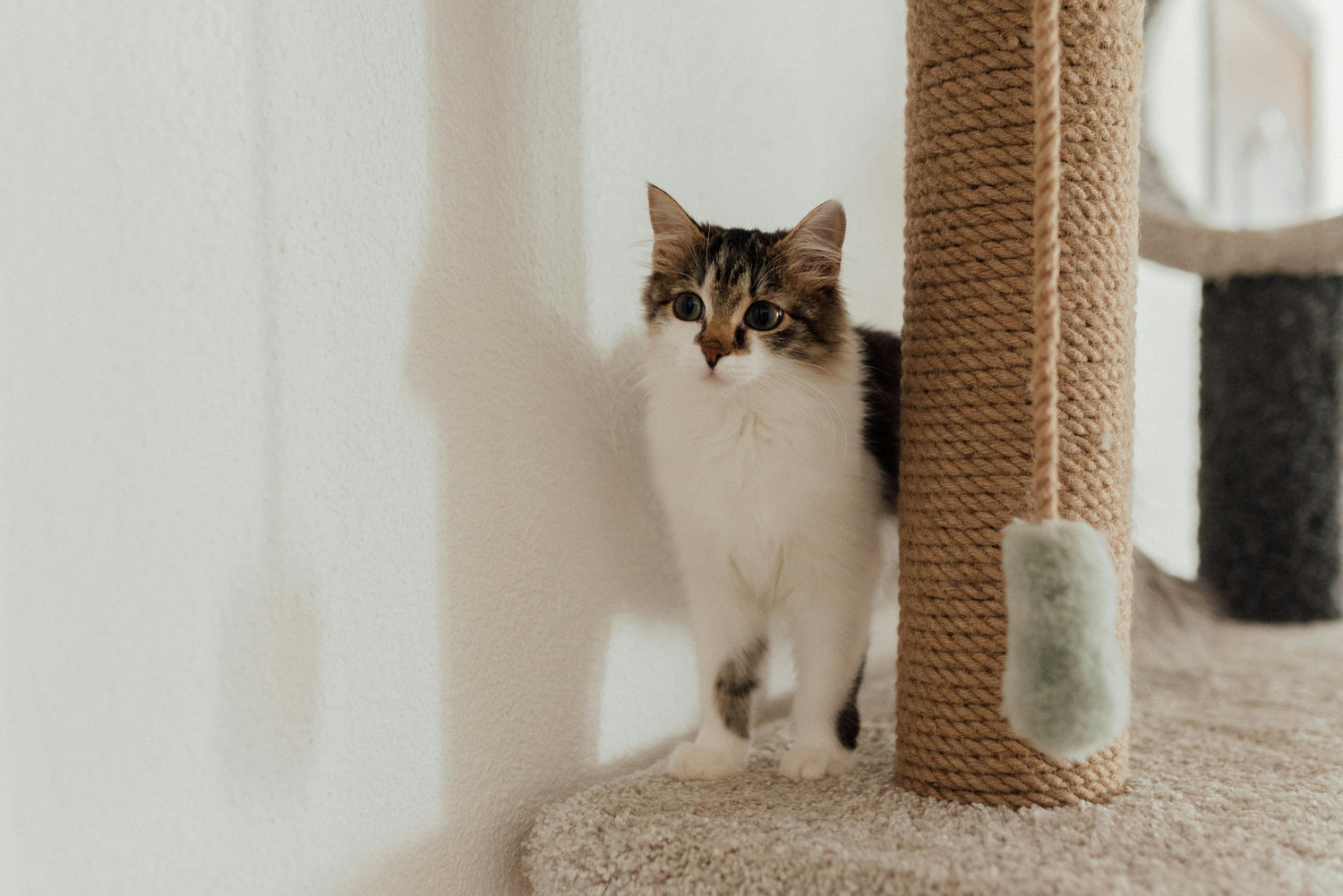 Cat Scratchers