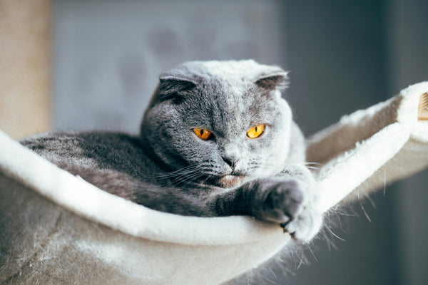 Shop For Cats