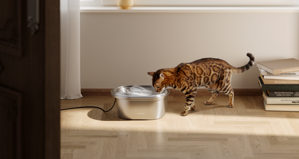Pet Water Fountains