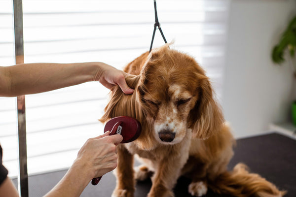 Pet Grooming