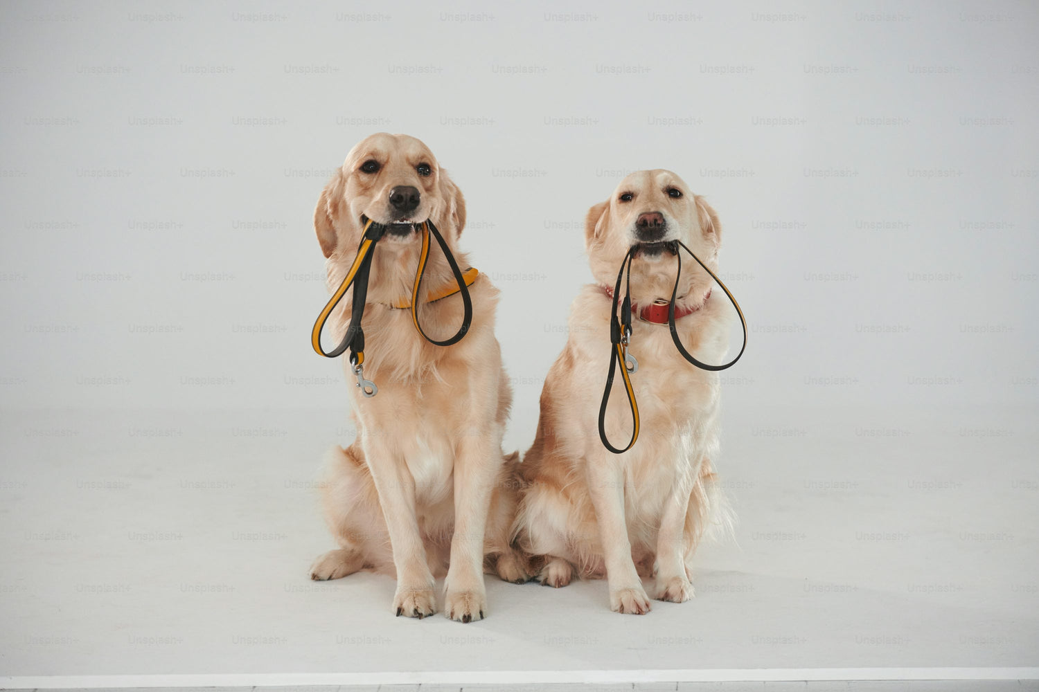 Dog Accessories