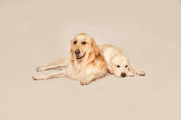 Shop For Dogs